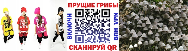 площадка состав  Березники  Псилоцибиновые грибы мицелий  наркота 
